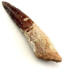 Real Spinosaurus Spinosaur Dinosaur Tooth - Biggest Prehistoric Carnivore Dinosaur