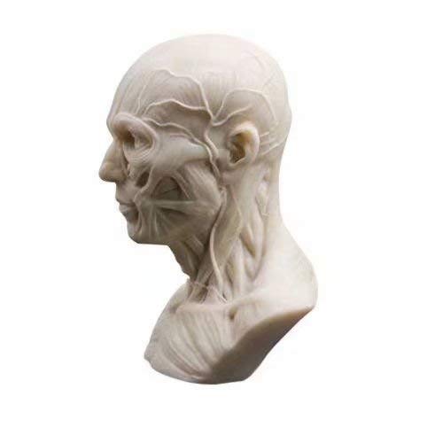 Human Model Anatomy Skull Head Muscle Bone Medical Model Mini Size