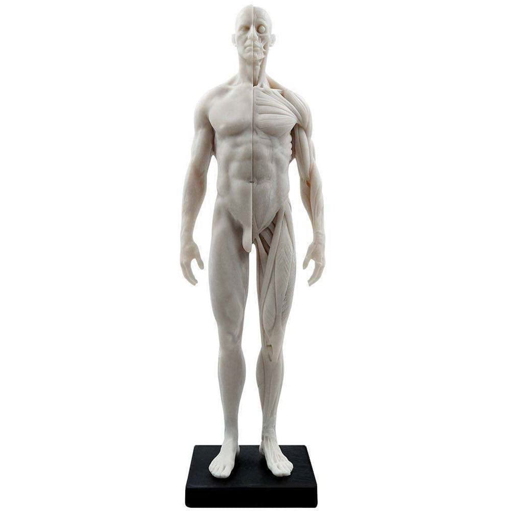 BONEW 30CM Male and Female Resin Human Anatomical Anatomy Skull Head Body Model Muscle Bone Model Medical Lab Reference Model White (Male)