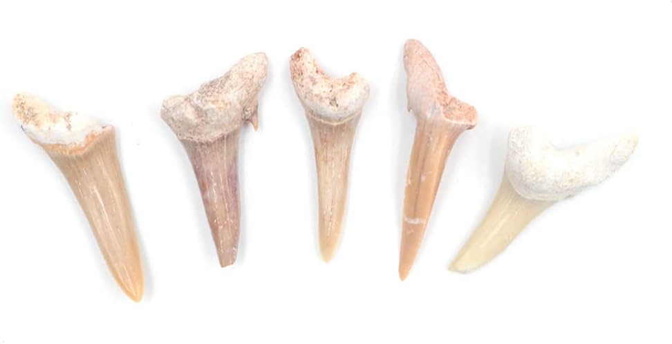 ANCLLO 5pcs Natural Fossil Shark Tooth Specimen Natural Stones for Education Home Decor Teeth Fossiles Children Gift