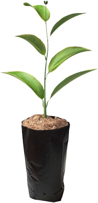 100 PCS Thicken Plastic Nursery Bags for Plants Fruit Flower Grow Bags Seedling Pots (7.87x15.75 in)