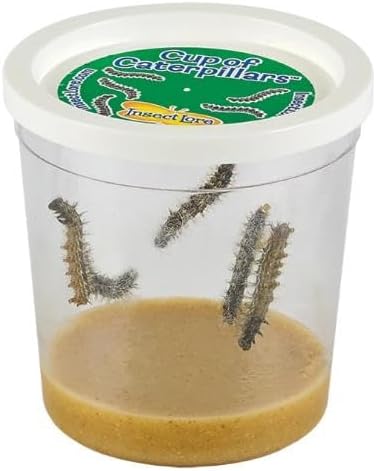 Insect Lore Cup of Caterpillars Basic – 5 Live Painted Lady Caterpillars with Food – Refill Kit for Butterfly Garden Habitat – STEM Science Activity for Kids & Classrooms
