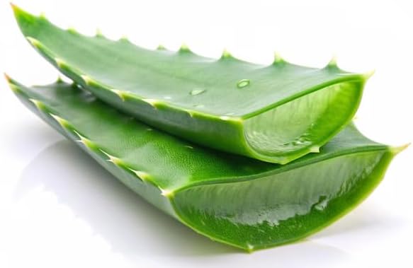 100% Pure and Fresh Aloe Vera Leaves - Premium Quality Raw Aloe Vera for Natural Skin and Hair Care, Ideal for DIY Juice & Gel (1 Piece)