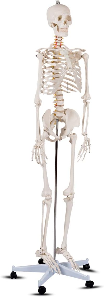 Giantex B010L18XEW Life Size 70.8" Human Anatomical Anatomy Skeleton Medical Model + Stand