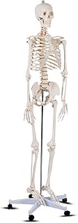 Giantex B010L18XEW Life Size 70.8" Human Anatomical Anatomy Skeleton Medical Model + Stand