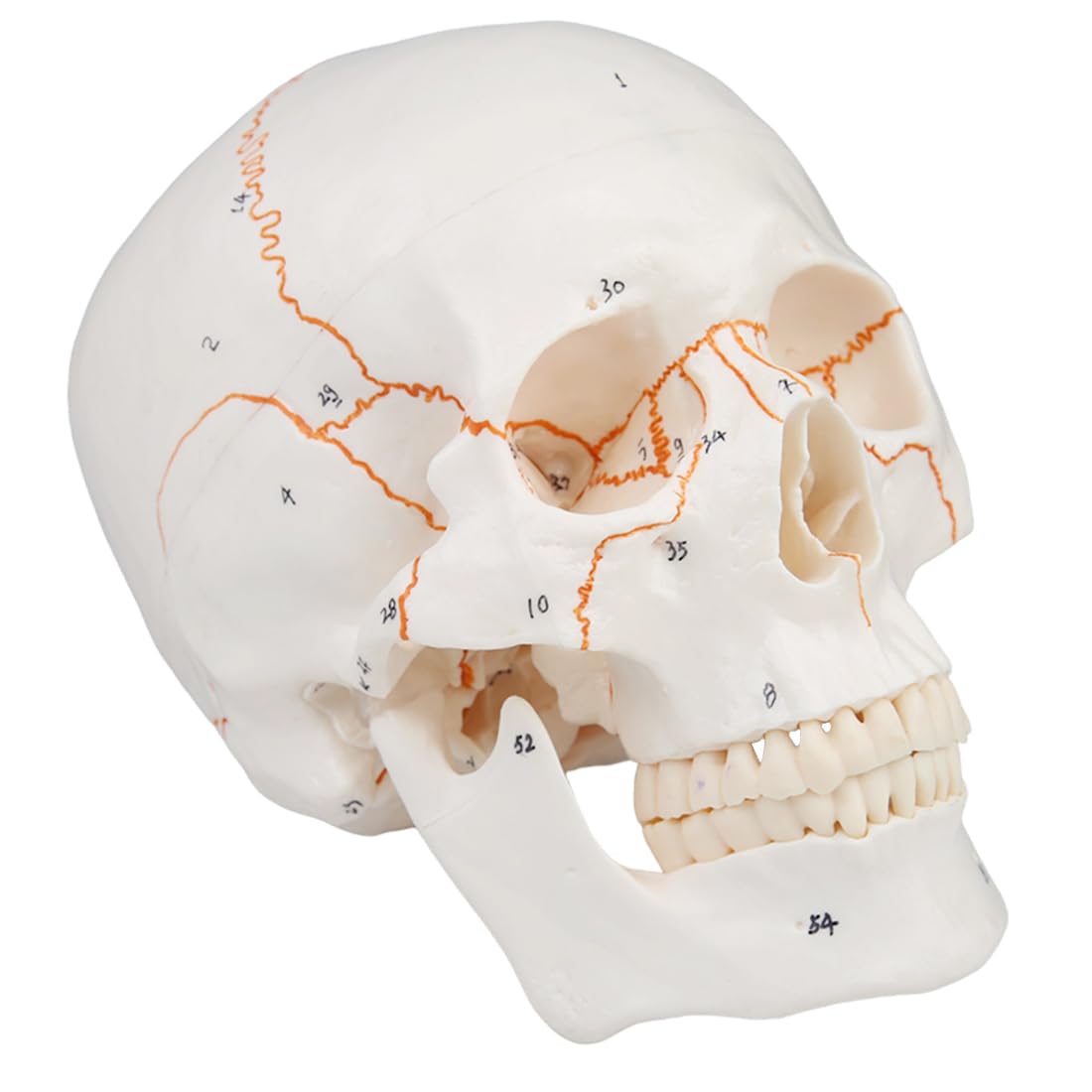 Numbered Human Skull Model Life Size Medical Quality Anatomical Model 3 Parts and 55 Pcs Labeled Numbered Painted Sutures for Medical Students and Science Education