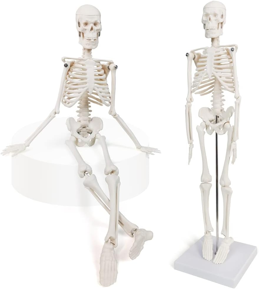Mini Human Skeleton Model, 17.7” Small Skeleton Anatomy Model W/Movable Arms, Legs and Stand for Student Kid to Study Human Skeletal System Anatomy, Physiology Decor Halloween Manual Included