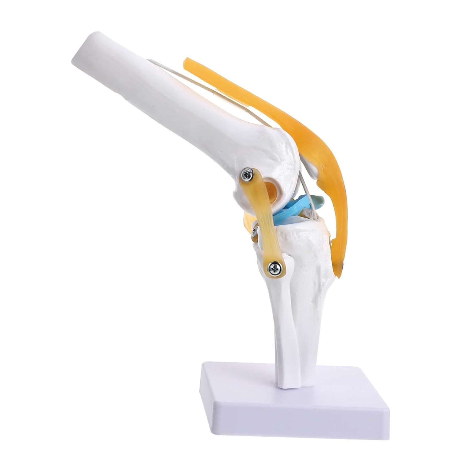 Amosfun 1:1 Life Size Human Knee Joint Anatomy Model, PVC Lightweight Simulation Knee Joint for Teaching Presentation and Patient Education, Demonstrates Flexion