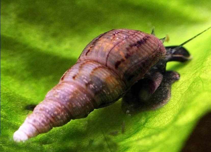 50 x Malaysian Trumpet Snail Freshwater Live Aquarium