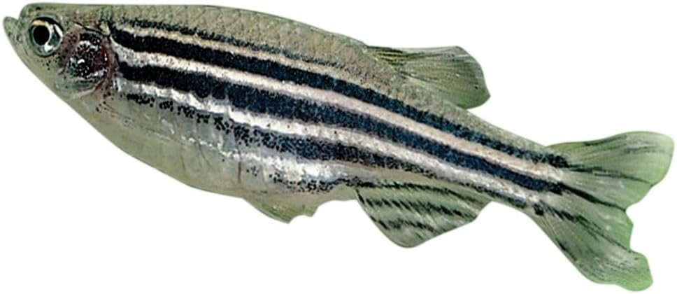 Carolina Zebra Fish (Danios), Male – Pack Of 3 | Ideal For Genetics & Classroom Aquariums | Active, Hardy, And Nonaggressive