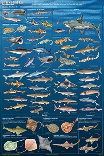Bioprocess Sharks & Kin Laminated Sealife Educational Science Classroom Chart Poster Wall Art Decor Metal Sign Poster 8x12 inches