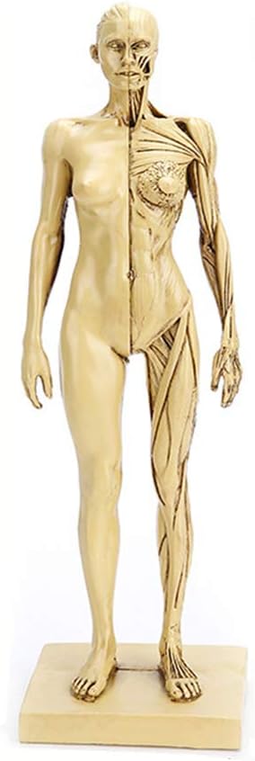 28.5Cm Human Body Anatomy Figure - Female Anatomy Figure Superficial Muscle Anatomy Model - Resin Material Art Body Mannequin Painting Sculpture - for School Study Teaching