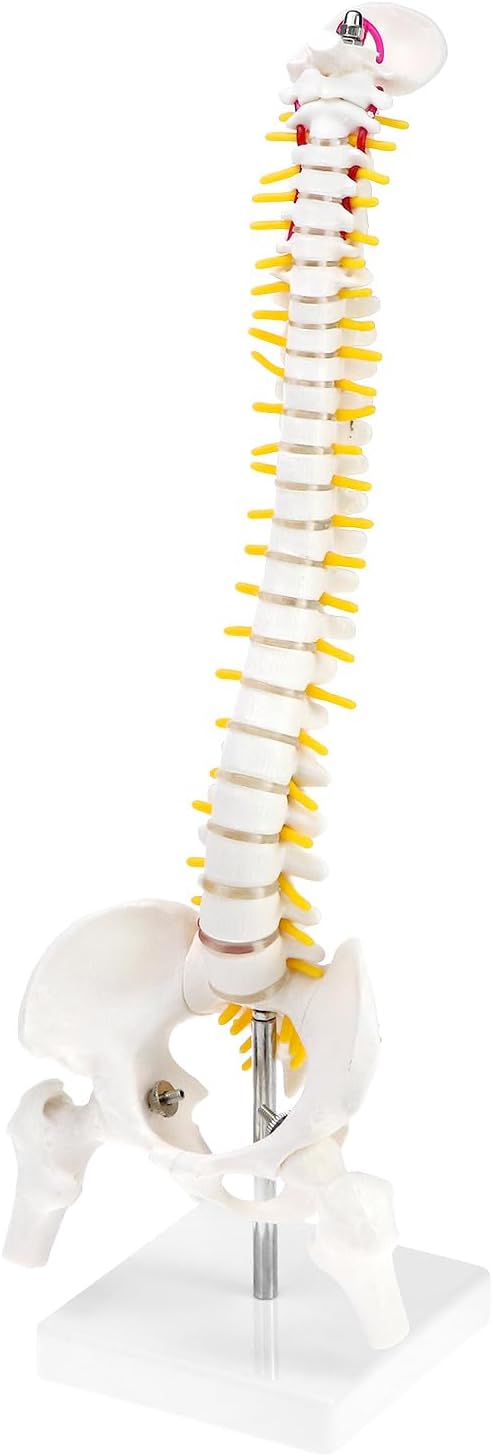 QWORK Human Spine Mini Model, 17" Anatomical Spine Model with Nerves and Detachable Femur Heads, Ideal for Medical Education and Professional Use