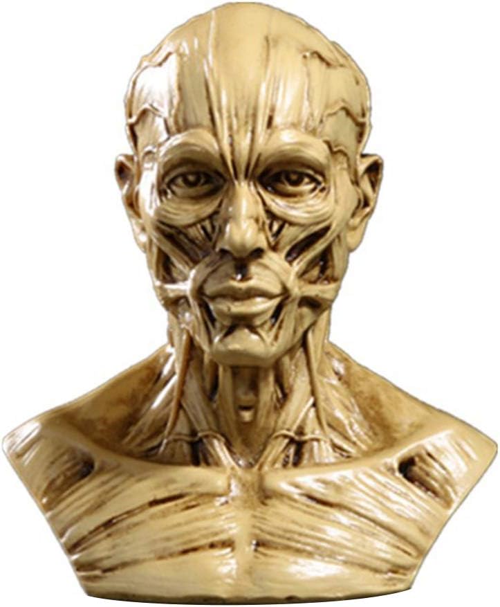 TOYANDONA Head Anatomy Half Human Model Craft Resin Skull Sculpture Head Muscles Bone for Medical Artist Drawing Study Office Bar Desktop Figurine Decoration (Beige)