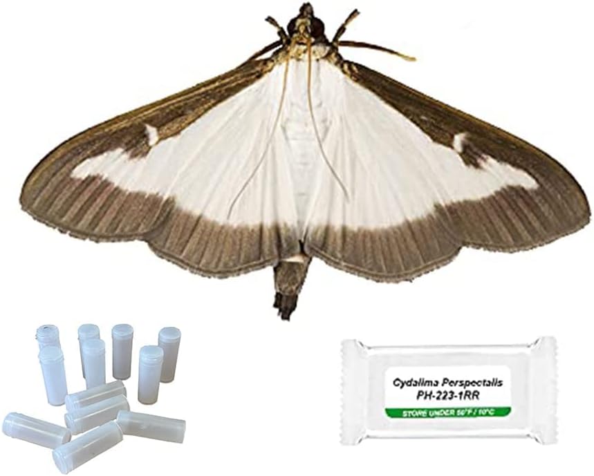 BuxAllure - Box Tree Moth Pheromone Refill - x4 Pheromones