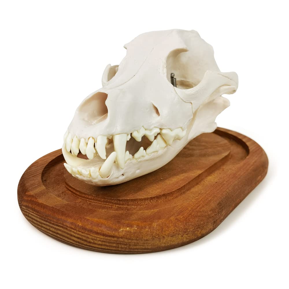 Dog Skull Anatomy Model, 3 Part Life Size Replica Realistic Animal Head Bone Medical Dog Skull Anatomical Model for Anatomy and Physiology Education Learning Teaching or Display Prop