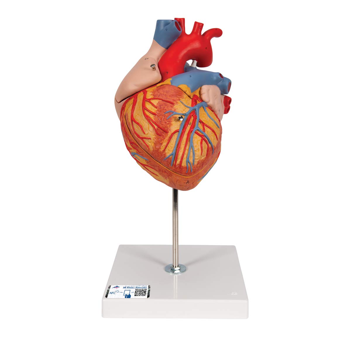 3B Scientific Human Anatomy - Heart Model, 2 Times Life Size, 4 Part + free Anatomy App - 3B Smart Anatomy G12