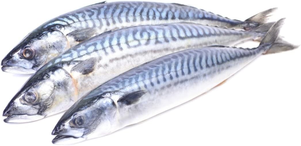 London Grocery Fresh Mackerel Fish 1kg