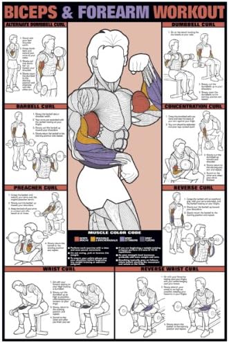 ALGRA Co-ed Biceps & Forearm Workout 24 X 36 Laminated Chart