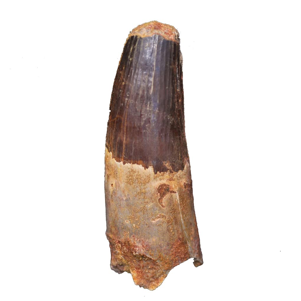 Spinosaurus Dinosaur Tooth Fossil Spinosaur Tooth 2cm - 3cm