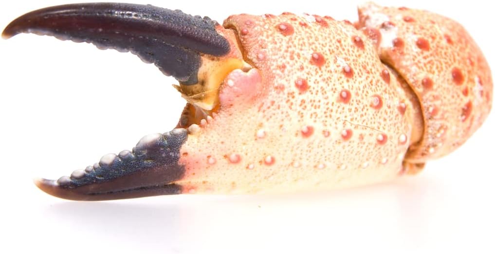 Fresh British Crab Claws 1 kg -/+10%