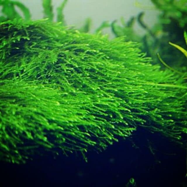 Marcus Fish Tanks - 3X Java Moss Taxiphyllum Barbieri - Live Aquarium Plants Moss Aquatic Plants Vesicularia Dubyana