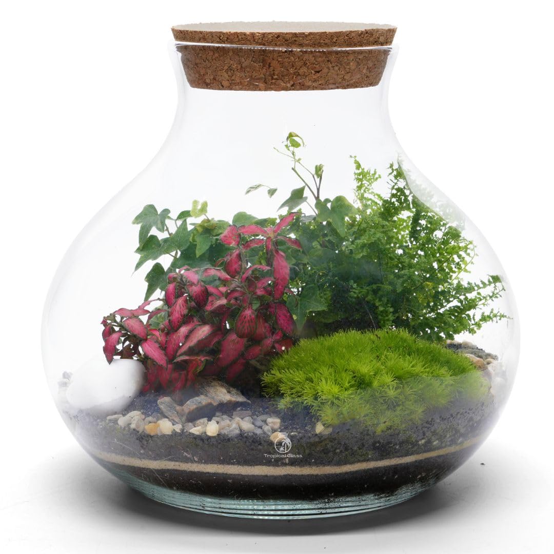 Tropical Glass Terrarium Kit with Plants, H: 24 cm, Light Up Terrarium Kit for Adults, Beginner Friendly Terrarium with All Materials and Guide, Terranium (with Standard Lid)