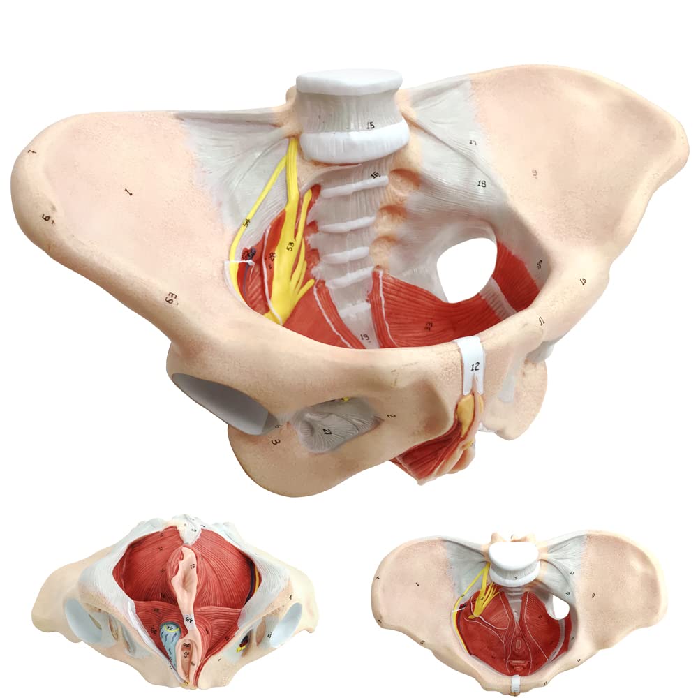 Female Pelvis Model with Pelvic Floor Muscles Perineal Model All in One Female Anatomy Model 1:1 Life Size Human Skeleton Medical Science Educational Equipment Anatomy Medicine
