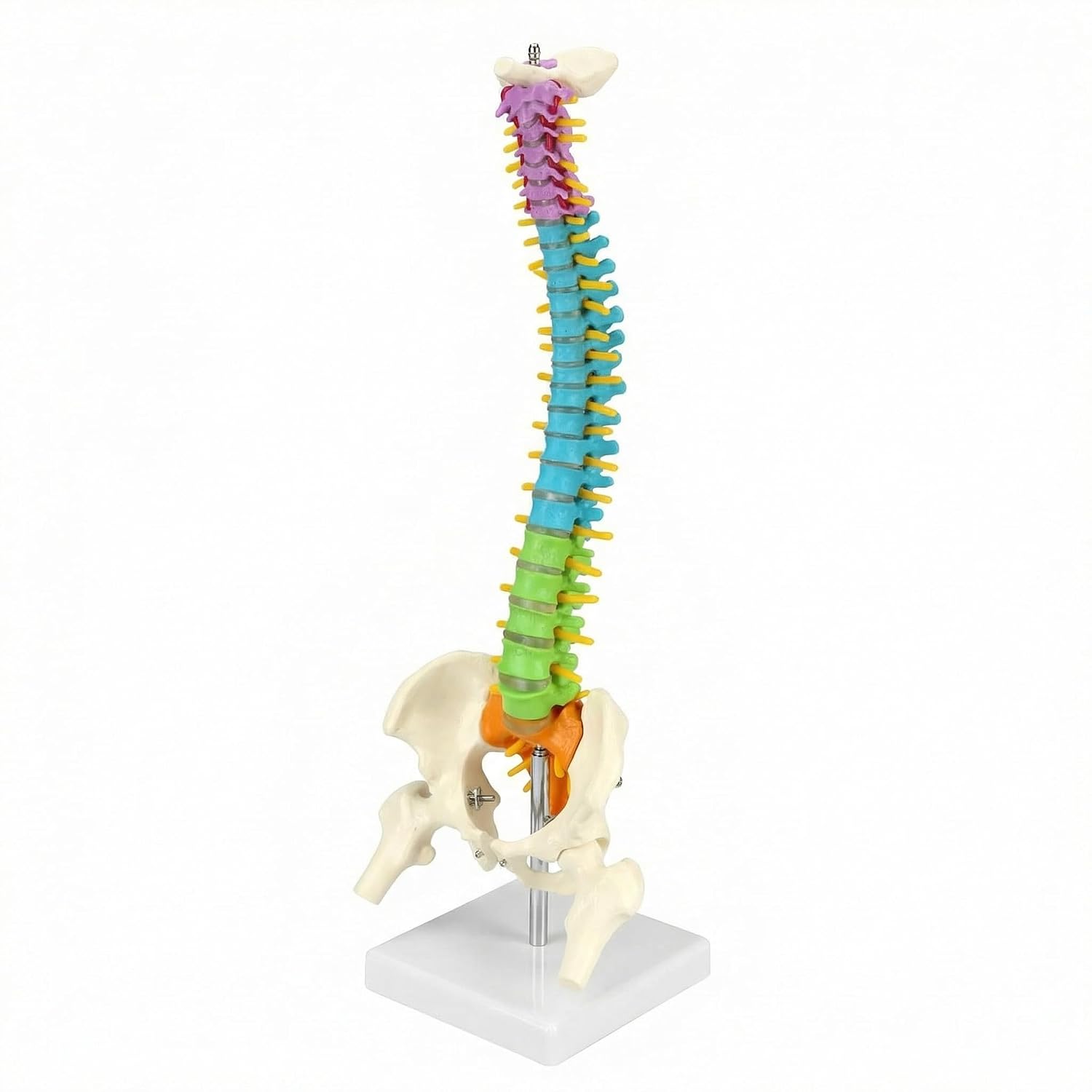 QWORK® Flexible Human Spine Model with Spinal Nerves, Pelvis and Thighs, 45 cm/18 in, Vertebral Column Anatomy Model for Classroom Study, Biology Teaching and Display