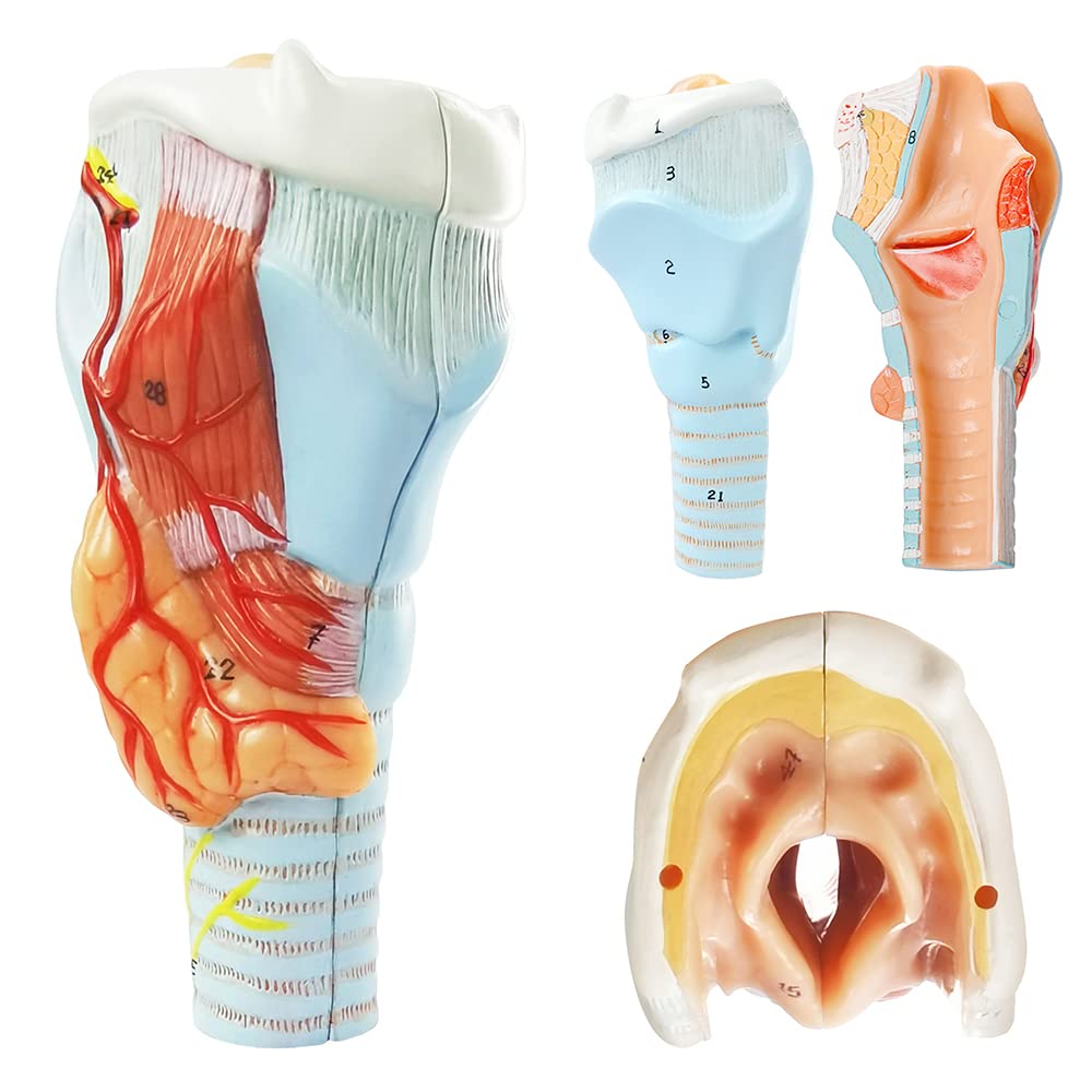 Human Larynx Model, 2 Parts Larynx Throat Anatomical Model for Medical Anatomy and Physiology Study Research Teaching