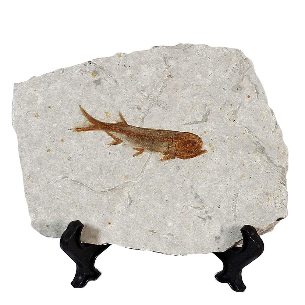 zonzxcv Real Fish Fossil Comes from The Western Liaoning China for Basic Paleontology Biological 150 Million Years Ago Lycoptera