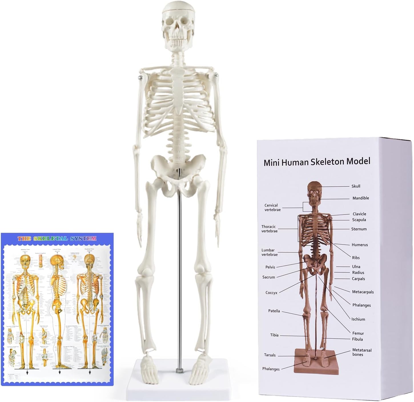 breesky Human Skeleton Model for Anatomy: 17” Human Skeleton Model with Movable Arms and Legs - Scientific Model for Study and Display