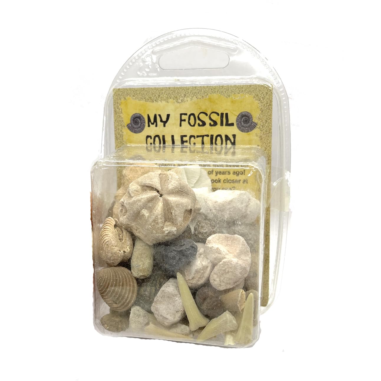 Prehistoric Fossil Collection
