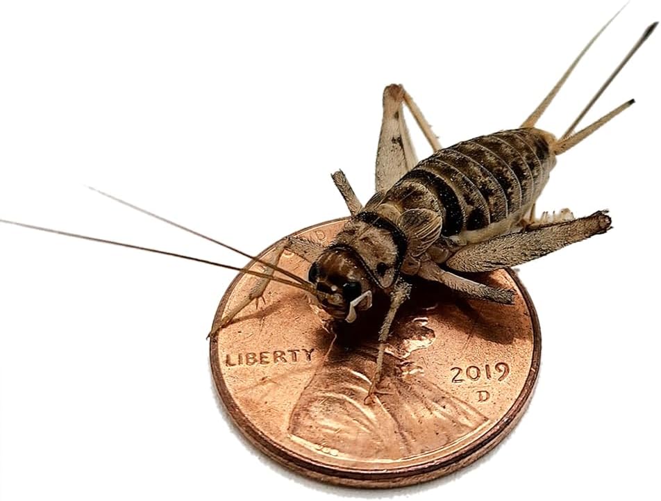 Josh's Frogs 1" Large Adult Banded Crickets (1000 Count)