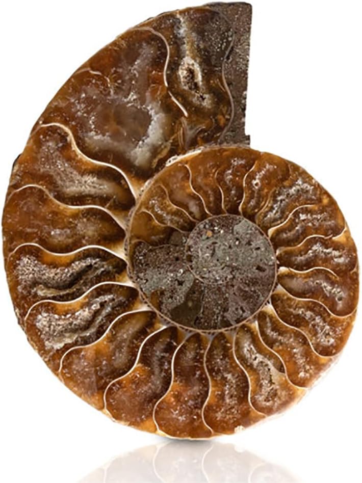 ANCLLO Ammonite Fossil Snail Specimen, Ammonite Fossil Specimen Shell Natural Stones and Minerals with Ancient History, Retro Style