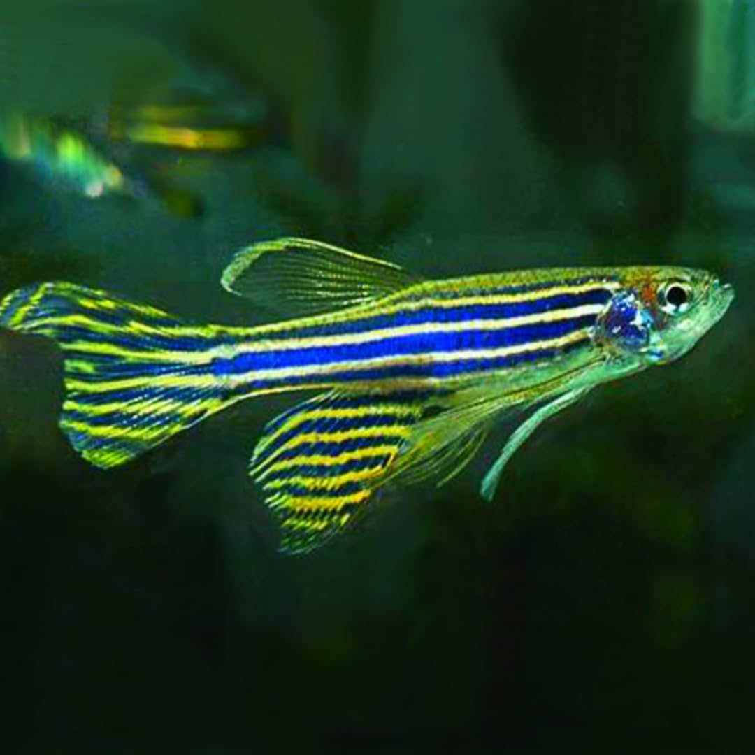 Longfin Zebra Danio (Pack of 12 Fish) - Live Fish for Aquarium Exotic Freshwater Live Fish, Live Aquarium Fish, Live Fish, Live Freshwater Fish Freshwater Fish