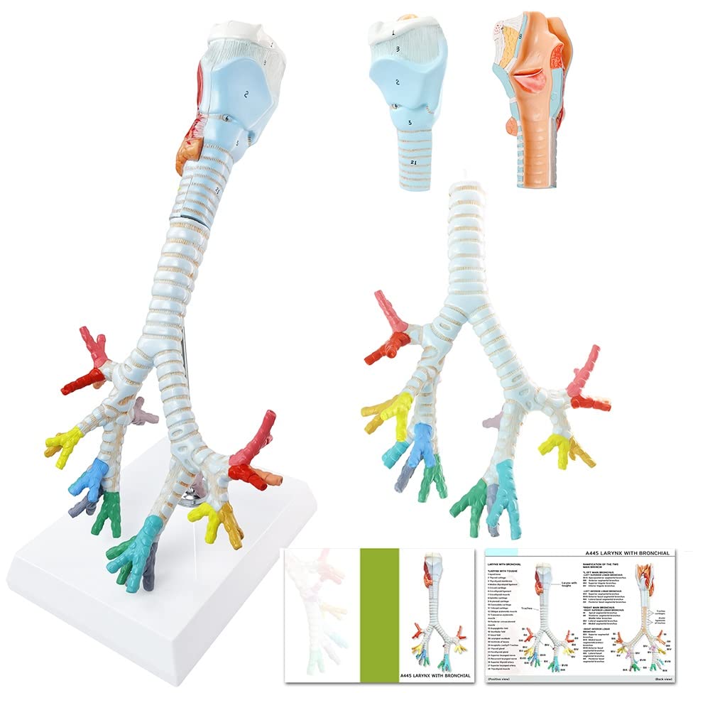 Larynx Trachea and Bronchi Model, 3 Part Life Size Human Respiratory System Anatomical Model Larynx Trachea and Bronchial Tree Model for Medical Teaching Study with Stand Poster