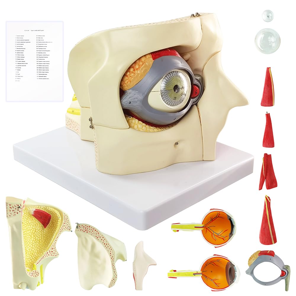 3X Enlarged Human Eye Orbital Anatomical Model, 13 Parts Eyeball Orbital Model Showing Optic Nerve Cornea Iris Lens and Vitreous Body with Stand for Medical Classroom Teaching Research
