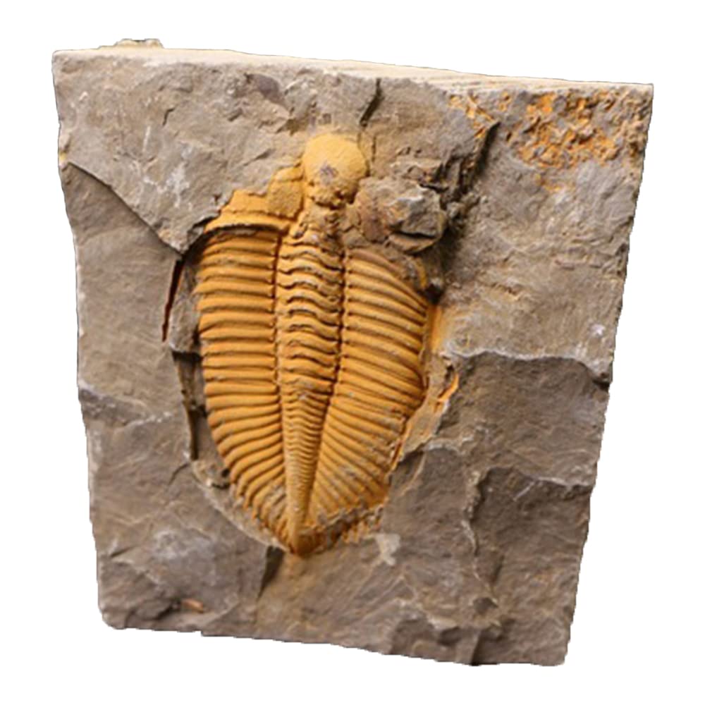 JIANEEXSQ Real Trilobite Fossil from Hunan of China 450 Million Years Ago for Collections and Education
