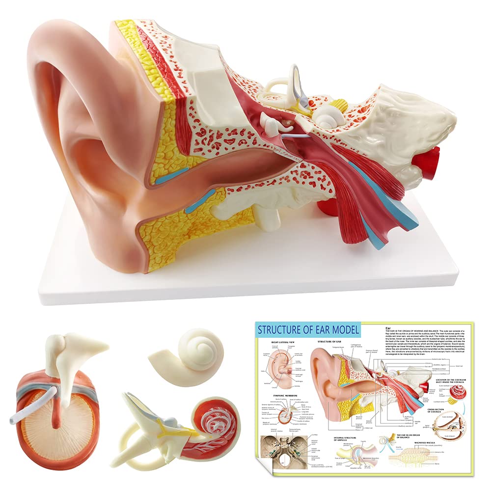 Enlarged Human Ear Model Anatomy 3X Magnification 4 Part Ear Anatomical Model Outer Middle Inner Ear Model for Medical Anatomy and Physiology Study Research Teaching Display with Base
