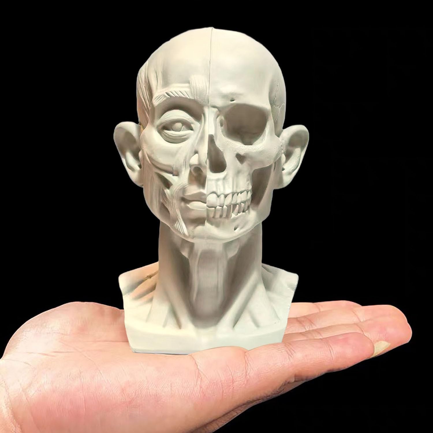 Generic Small Head Skull Anatomy, Human Head Model for Artists Drawing, Gray, H39-FBA