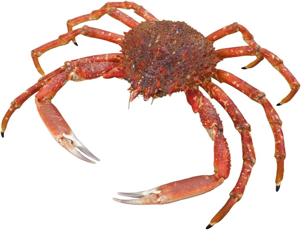 Japanese Spider Crab | 2 Units ~800gr each