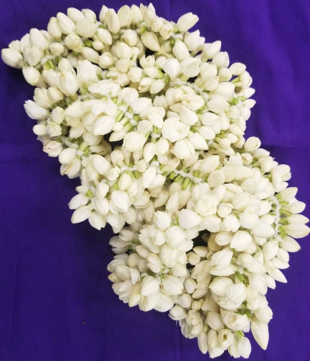 Veenas Jasmine/Mullai Flower | 20cm | Used for Pooja & Edible | 100% Fresh | Indian Origin
