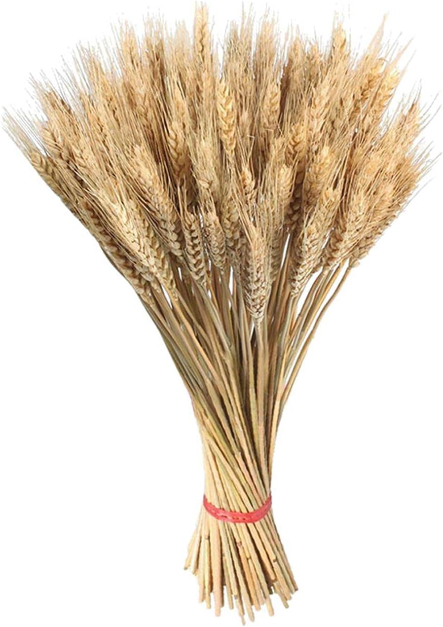 Libetter 100 Pieces Natural Wheat Dried Wheat, Golden Natural Dried Wheat Sheaves, Dried Wheat Bouquet, Props For Wedding Decorations