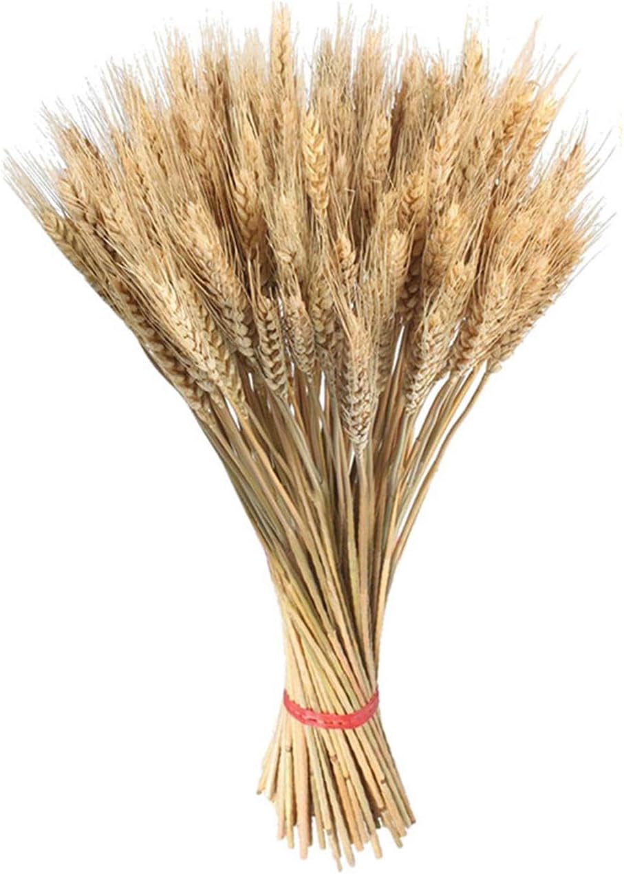 100 Stems 55cm Dried Wheat Ears, Natural Stalks Bundle for Fall Arrangement, Home Table Decoration, Wedding, Craft, Store