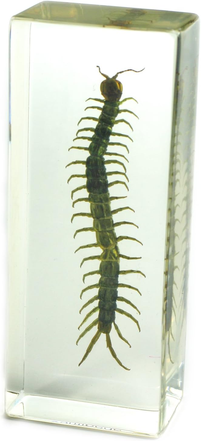 REALBUG Centipede Paperweight (1 5/8 x 4 3/8 x 1 1/8")
