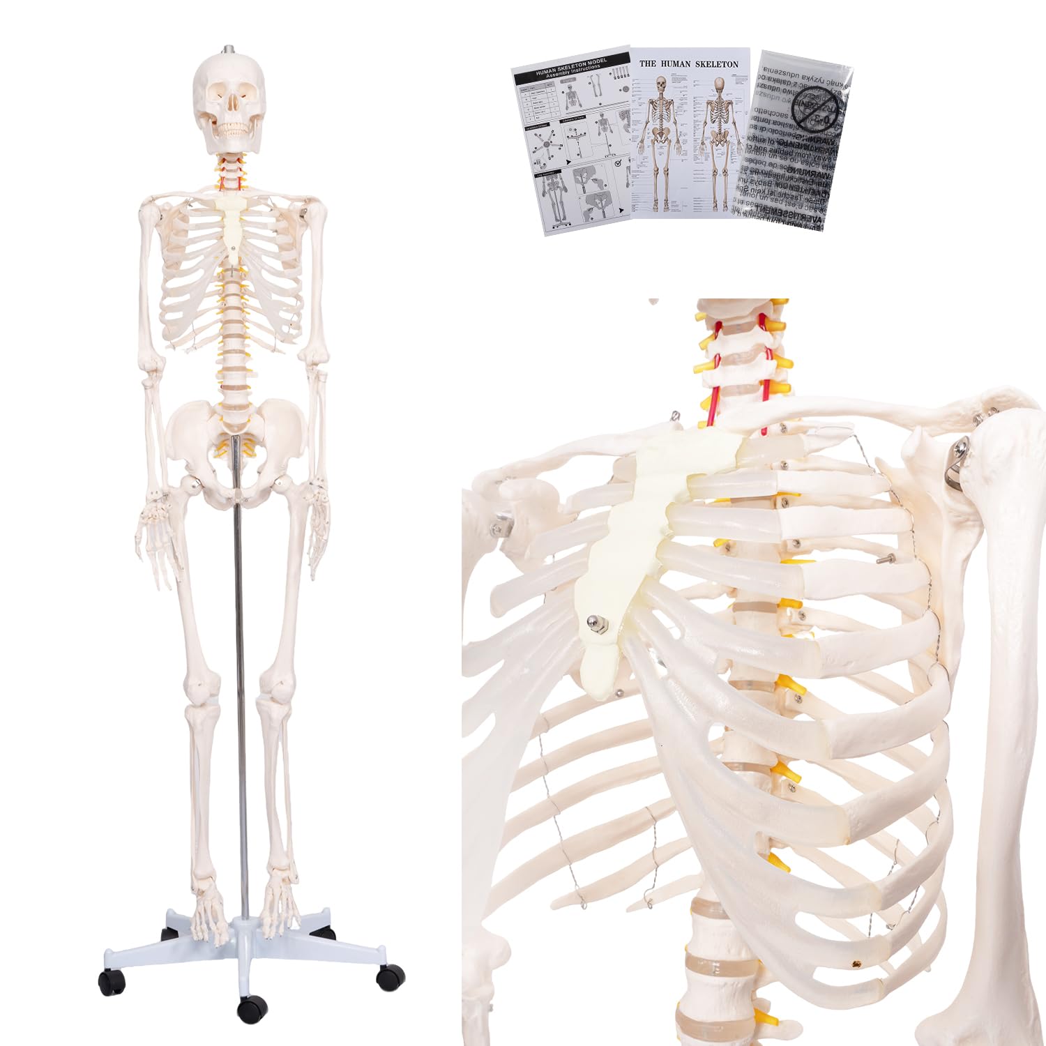 70.8" Human Skeleton Model for Anatomy, Nervous System & Charts, Stand