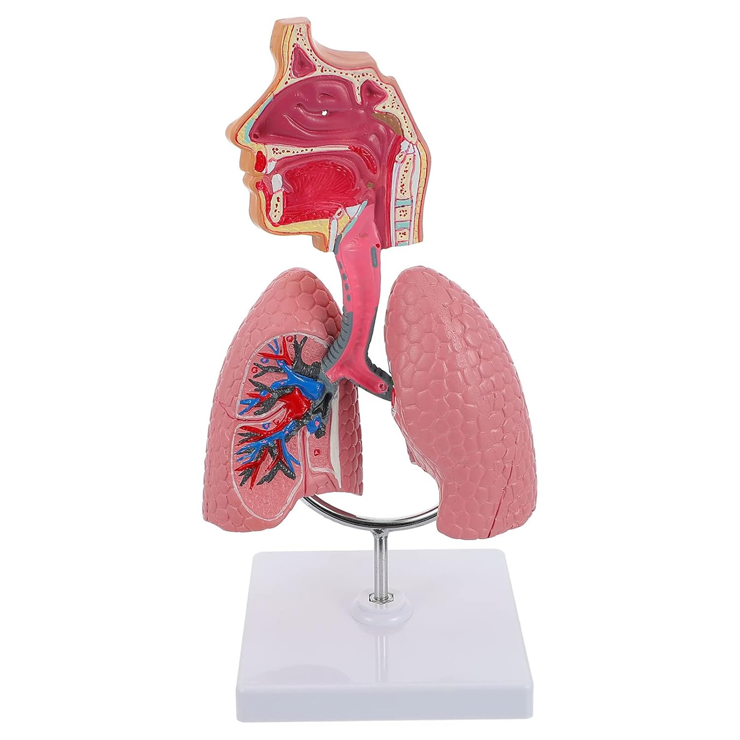 4D Model, Teaching Respiratory Lung Model with Head and Lungs, Hands-On 3D Model Study Tools for Anatomy and Physiology Students Display Teaching Tool