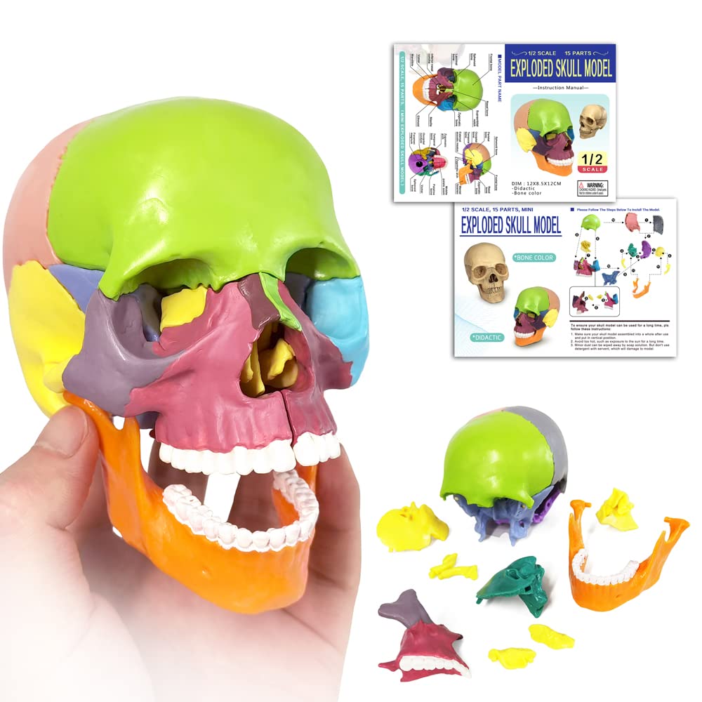Mini Skull Anatomy Model Colored, 15 Part Detachable Exploded Skull Puzzle Medical Skull Anatomical Model for Anatomy and Physiology Learning Teaching or Display, Colored Study Manual Included