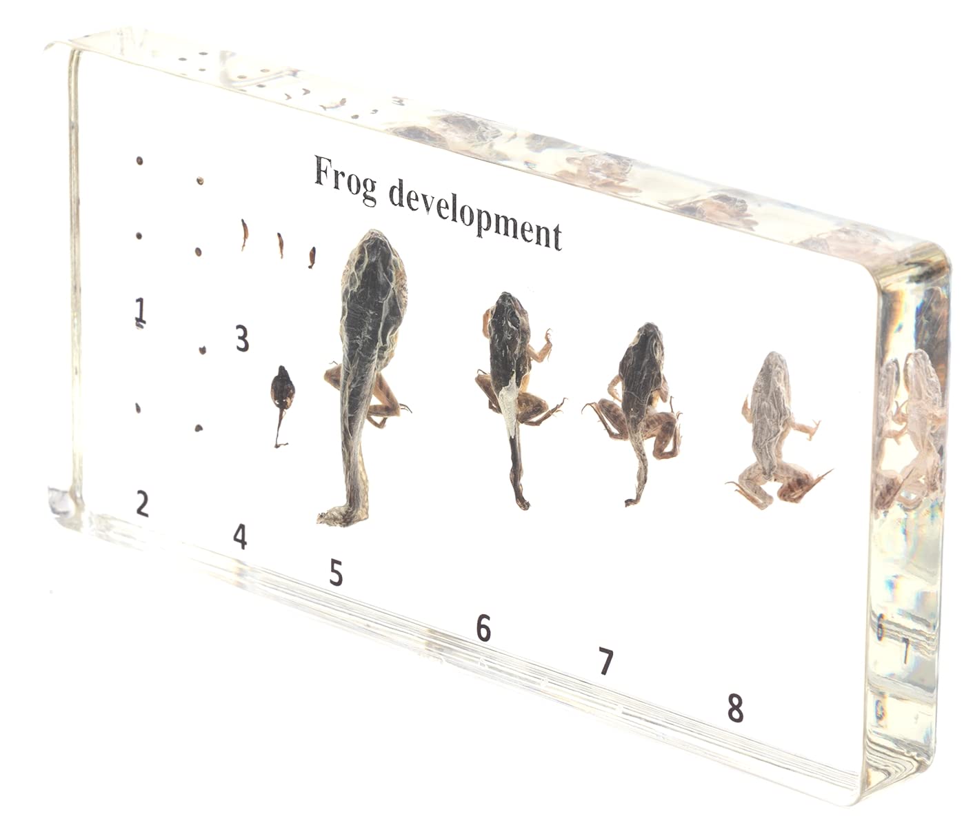 Lifecycle of Frog-Development Paperweight Specimens - Animal Specimens in Clear Resin in Science Classroom for Science Education, Students and Science Lovers